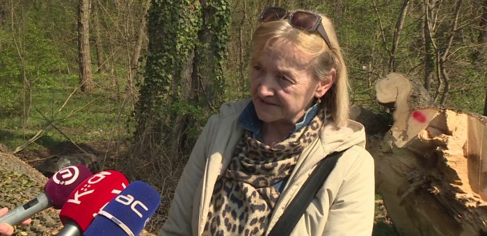 Info – Sanitarna seča u urbanističkoj zoni (TV KCN 31.03.2021)