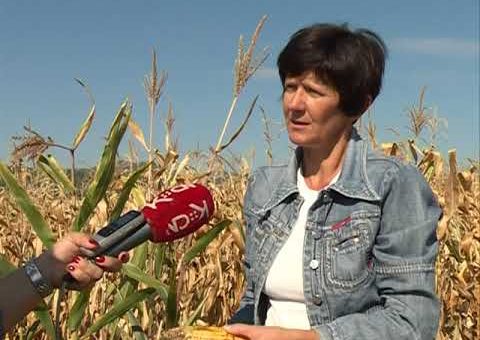 Info – Bolesti kukuruza (TV KCN 09.09.2021)