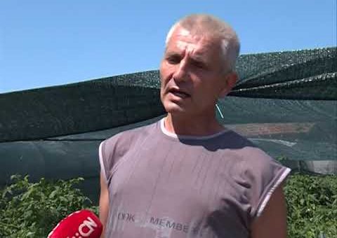Info – Proizvodnja paradajza u Lozoviku (TV KCN 18.08.2021)