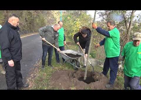 Info – Akcija sadnje 50 sadnica Javora (TV KCN 17.11.2022)