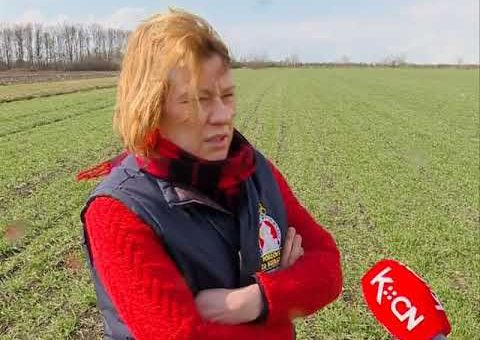 Info – Psenica (TV KCN 23.03.2021)