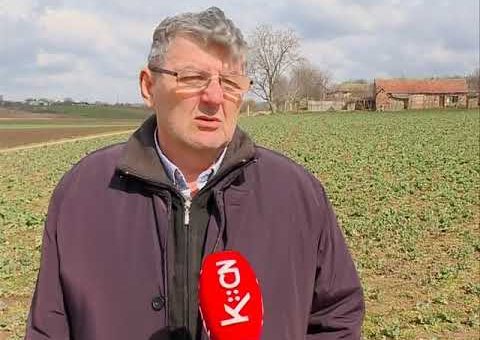 Info – Stanje useva u martu (TV KCN 17.03.2021)