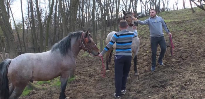 Info – Konji i magarci u Oparicu kod Rekovca (TV KCN 19.04.2021)