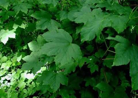 Info – Podela sadnica belog javora (TV KCN 08.04.2021)