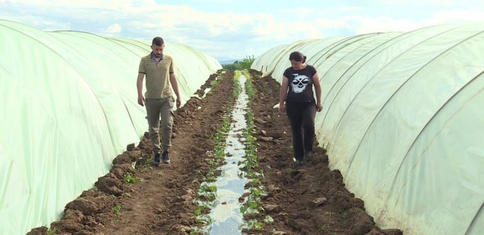 Info – Uzgoj lubenice u Medjurecu (TV KCN 18.05.2021)
