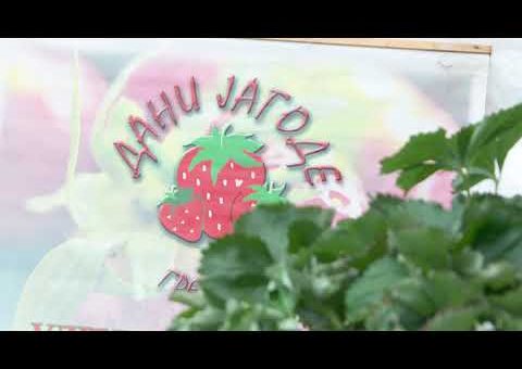 Info – Dani jagoda u Gredetinu – (TV KCN 16.06.2021)