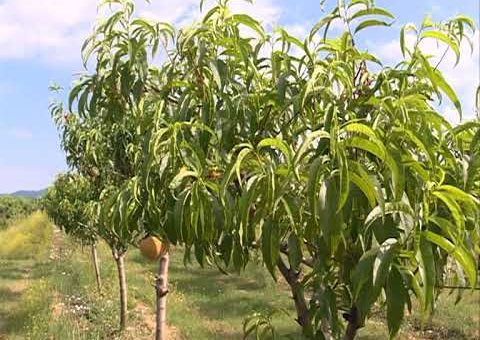 Info – Losa godina za vocarske kulture u Pomoravlju (TV KCN 18.06.2021)