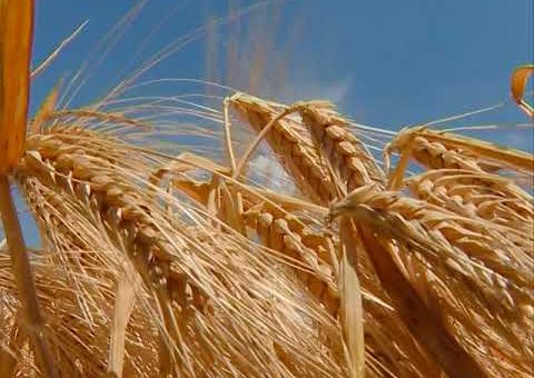 Info – Raport sa njiva (TV KCN 16.06.2021)