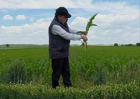 Info – Raport sa sidskih oranica (TV KCN 04.06.2021)