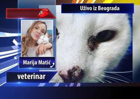 KCN Matine – Marija Matic, veterinar FONO Ukljucenje (TV KCN 26.06.2021)