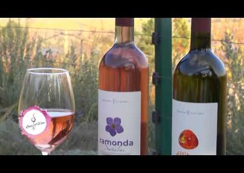 Vinarija Plavinci ( TV KCN )