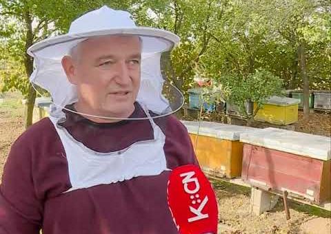 Info – Losa godina za pcelare (TV KCN 22.10.2021)