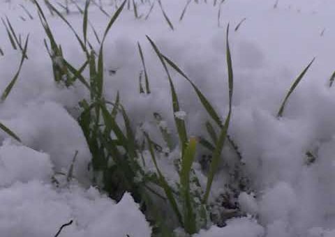 Info – Prihrana ozime psenice (TV KCN 21.01.2022)