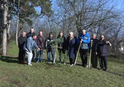 Info – Akcija posumljavanja u Jagodini (TV KCN 14.02.2022)