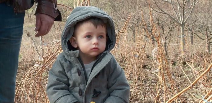 Info – Rezidba vinove loze – (TV KCN 14.02.2022)