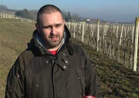 Info – Vinogradi u februaru (TV KCN 11.02.2022)