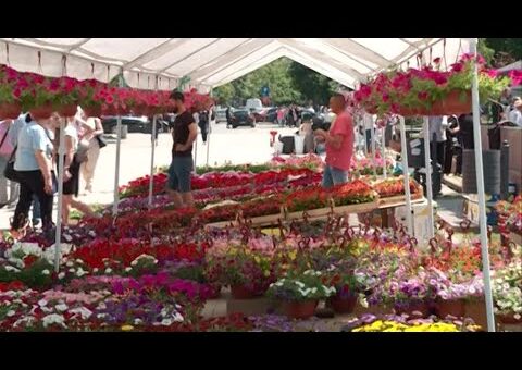 Info – Otvaranje Sajma cveća (TV KCN 17.05.2022)