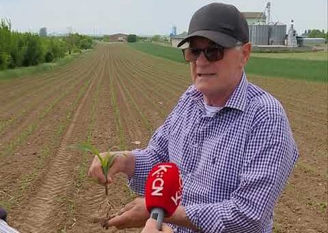 Info – Stanje kukuruza (TV KCN 12.05.2022)