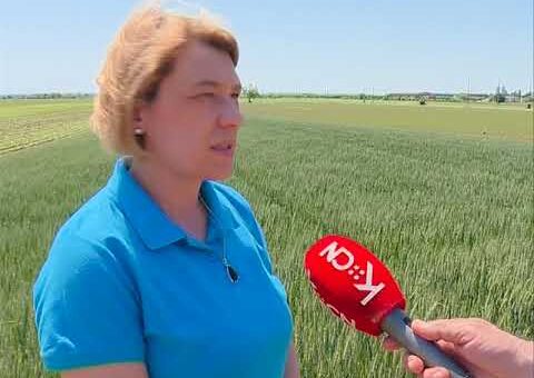 Info – Stanje useva psenice (TV KCN 17.05.2022)