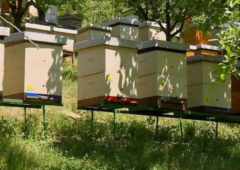 Info – Trovanje pcela (TV KCN 13.05.2022)