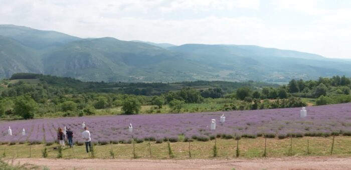 Info – Izložba u polju lavande (TV KCN 26.06.2022)