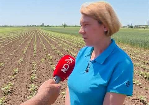 Info – Stanje suncokreta (TV KCN 03.06.2022)