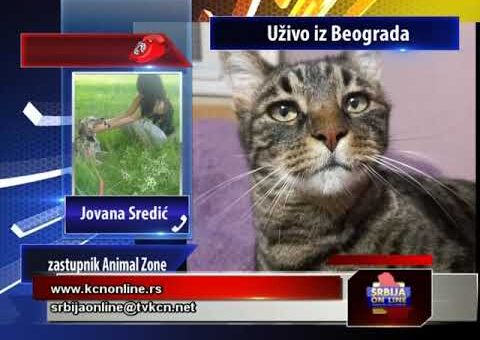 Srbija online – Jovana Sredic, zastupnik Animal Zone (TV KCN 17.08.2022.)