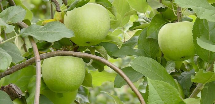 Info – Svetski dan jabuka (TV KCN 20.10.2022)